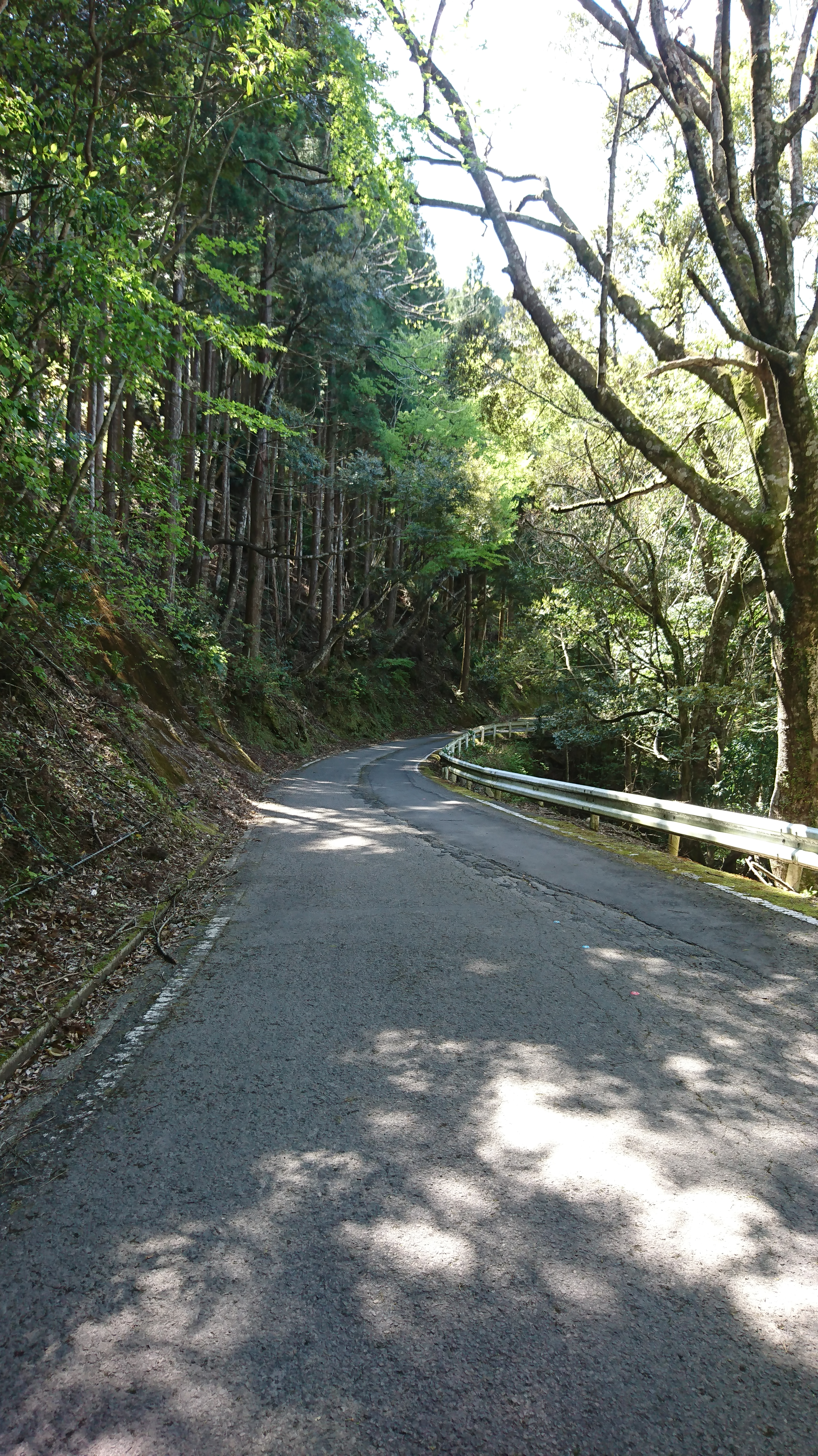 宮崎県東諸県郡綾町の川中キャンプ場は すごくオススメ 森林に川 きゆんdiyブログ