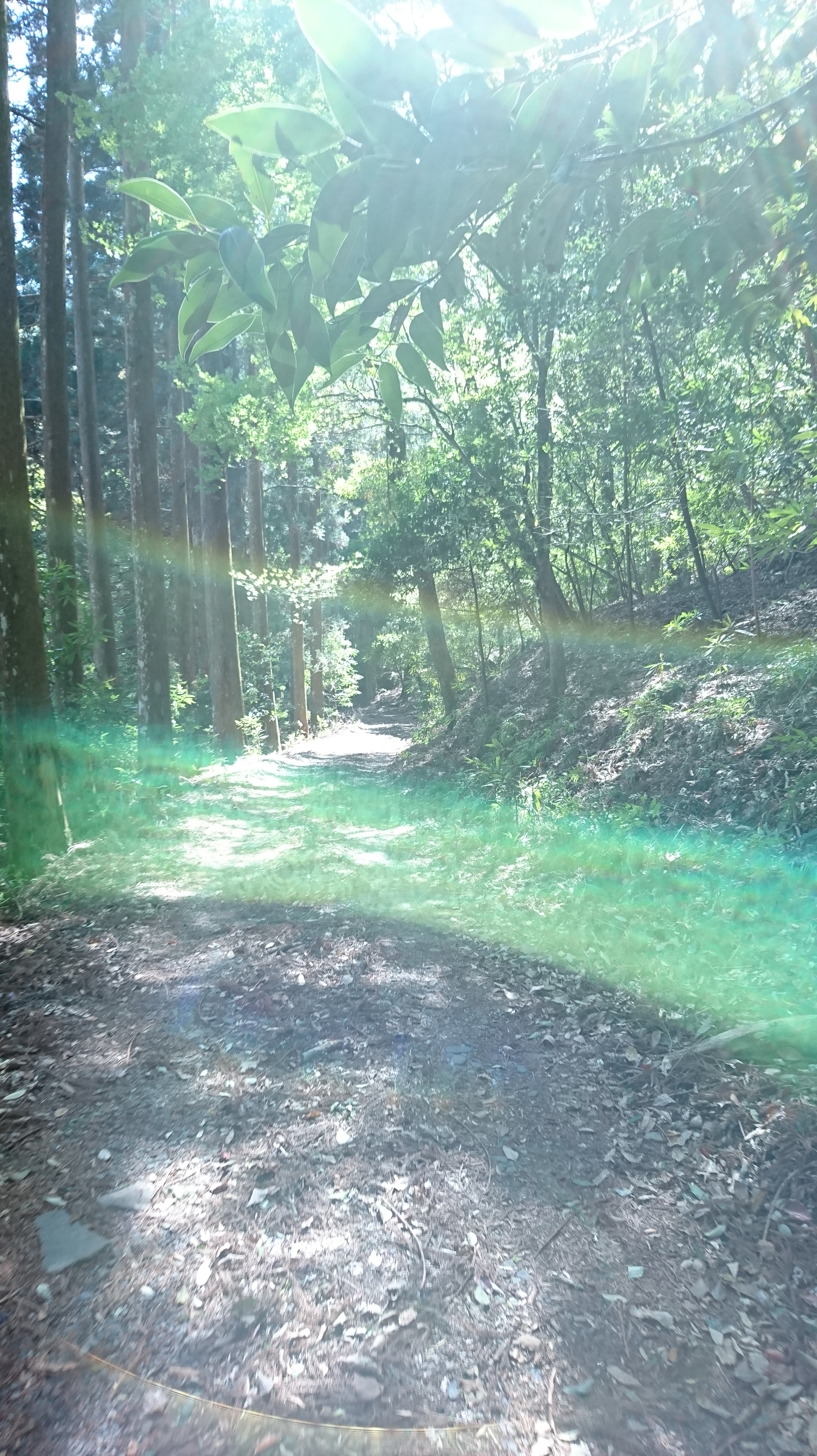 宮崎県東諸県郡綾町の川中キャンプ場は すごくオススメ 森林に川 きゆんdiyブログ